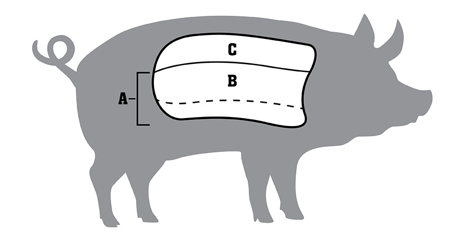 ribs-anatomy