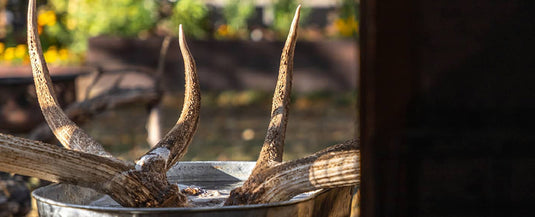 Deer antlers in a stock pot