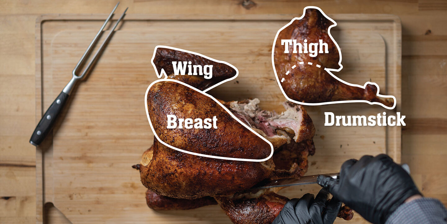 turkey anatomy